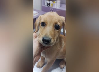 LEXI - sucht ihr Für-immer-Zuhause
