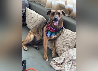 MOLLY - aufgewecktes Hundemädchen