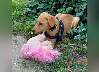 AMBER - tolles Hundemädchen