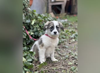 BELLA - sucht ihr Für-immer-Zuhause