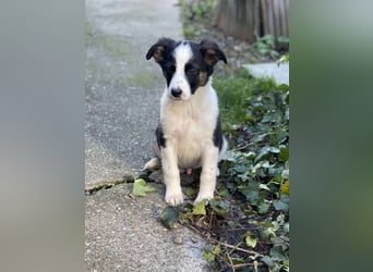 PATCH - Zuckerbub sucht seine Menschen