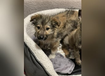 MARTHA - liebevolles Hundemädchen