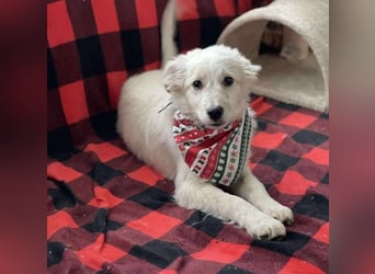 FLINT - Zuckerbub sucht seine Menschen