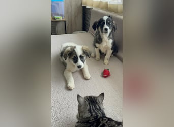 NALA - sanfte Seele sucht ihre Menschen