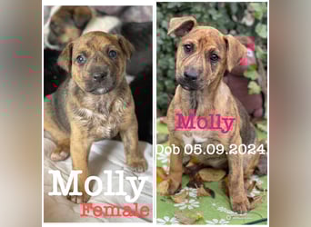 MOLLY - aufgewecktes Hundemädchen