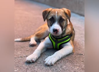KOA - Traumzuhause gesucht