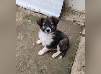 ZANNY - sanfte Seele sucht ein Zuhause *reserviert*