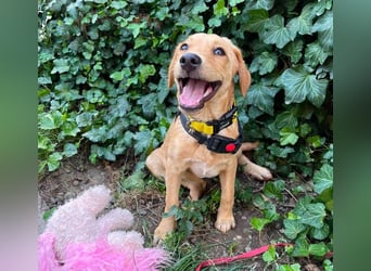 AMBER - tolles Hundemädchen