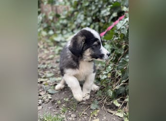 NALA - sanfte Seele sucht ihre Menschen