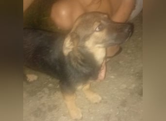 GOOFY - verspieltes Hundekind