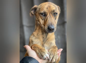 MOLLY - aufgewecktes Hundemädchen