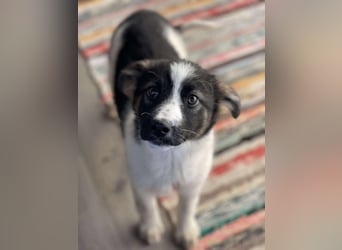 SUKI - hübsche Hundedame