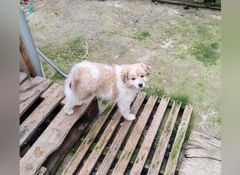 EDUARD - kleine Knutschkugel