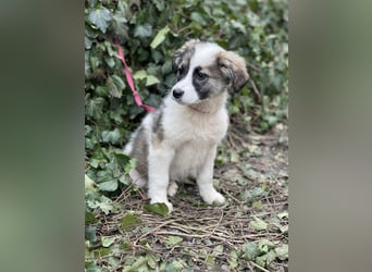 BELLA - sucht ihr Für-immer-Zuhause