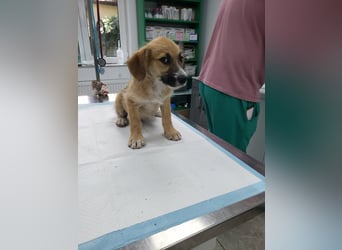 FRIEDA - Traumzuhause gesucht