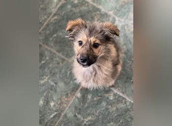 MARTHA - liebevolles Hundemädchen