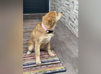 CRUMPET - verspielte Schönheit