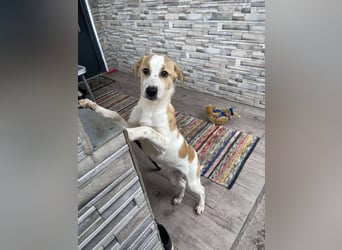 HANNAH - sucht ihre Menschen