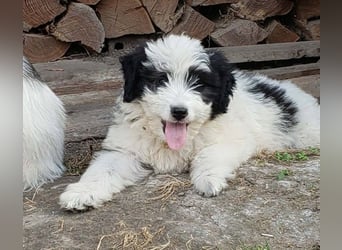 LOTTE - Traumzuhause gesucht