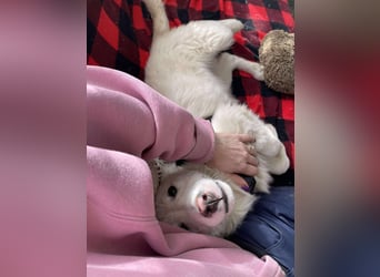 ZACK - liebevoller Hundebub