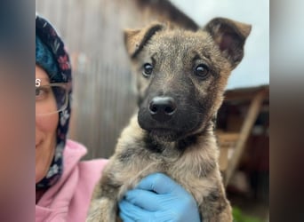 MAXI - liebevoller Hundebub