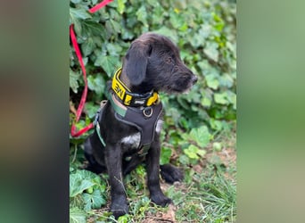MILLIE - liebevolles Hundemädchen sucht ihr Zuhause