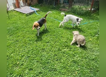 CHUCKY - Frohnatur sucht seine Menschen