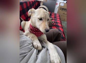 MELISSA - Zuhause gesucht