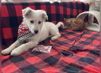 FLINT - Zuckerbub sucht seine Menschen