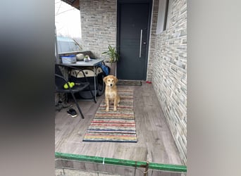 CRUMPET - verspielte Schönheit