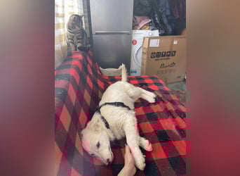 ZACK - liebevoller Hundebub