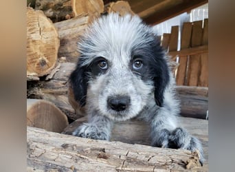 ARYA - zuckersüßes Hundekind