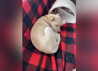 MELISSA - Zuhause gesucht