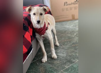 MELISSA - Zuhause gesucht