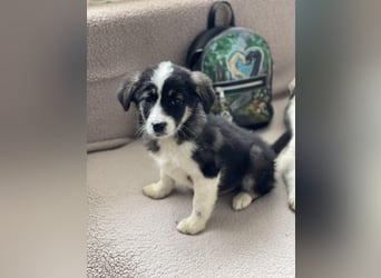 NALA - sanfte Seele sucht ihre Menschen