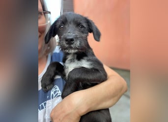MILLIE - liebevolles Hundemädchen sucht ihr Zuhause