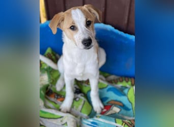 HANNAH - sucht ihre Menschen