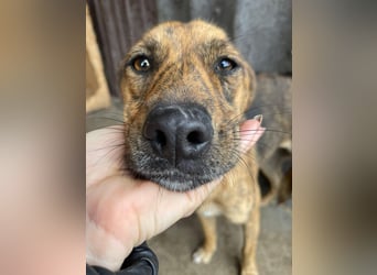 MOLLY - aufgewecktes Hundemädchen