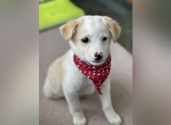 PRESTON - Zuckerbub sucht seine Menschen *reserviert*