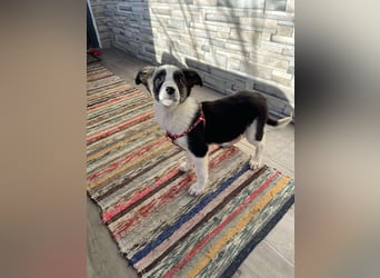 PATCH - Zuckerbub sucht seine Menschen