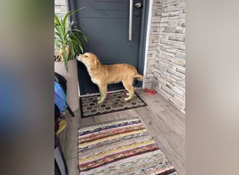 CRUMPET - verspielte Schönheit