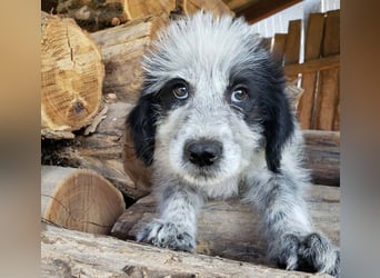 ARYA - zuckersüßes Hundekind