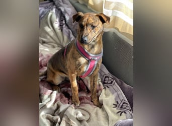 MOLLY - aufgewecktes Hundemädchen