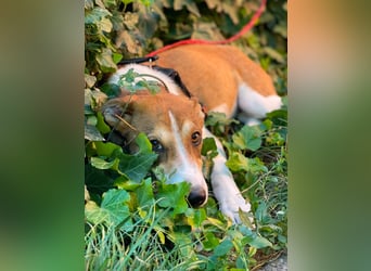 IVY - liebes Hundemädchen