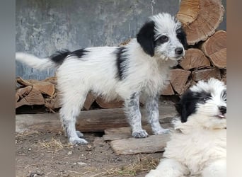 ARYA - zuckersüßes Hundekind