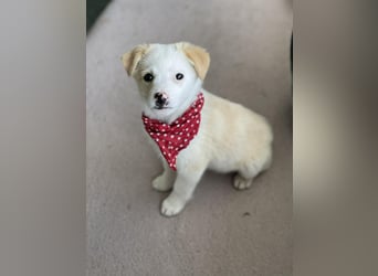 PRESTON - Zuckerbub sucht seine Menschen *reserviert*