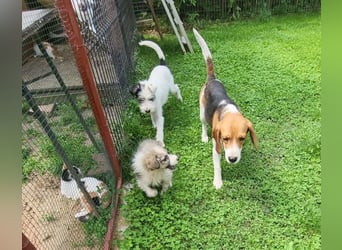 CHUCKY - Frohnatur sucht seine Menschen
