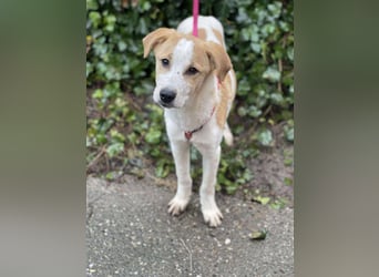 HANNAH - sucht ihre Menschen