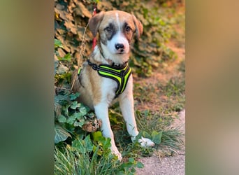 KOA - Traumzuhause gesucht