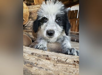 ARYA - zuckersüßes Hundekind